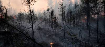 Пожары в Карелии уничтожили более 500 гектаров леса