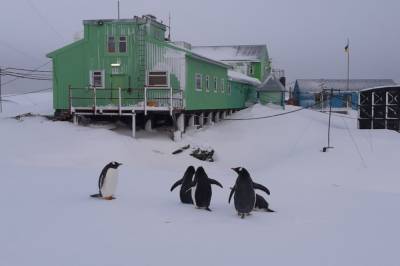 На станцию "Академик Вернадский" в Антарктиде неожиданно вернулись пингвины. Фото