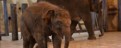 Краснокнижного слоненка Эколь продали в цирк, чтобы спасти от отца