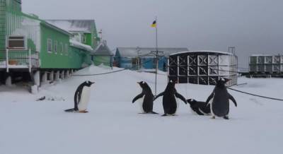 Украинскую антарктическую станцию внезапно посетили пингвины (фото)