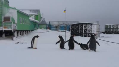 Теплая зима: на украинскую станцию "Академик Вернадский" в Антарктиде вернулись пингвины