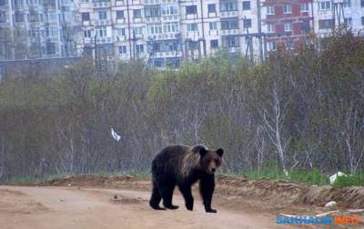 На Сахалине и Курилах разрешили отстрел 432 бурых медведей