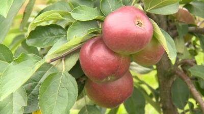Белорусские учёные создают новые ранние сорта яблок