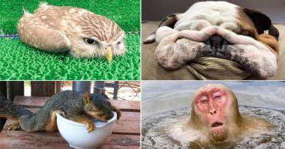 Забавные фото животных, которых жара застала врасплох