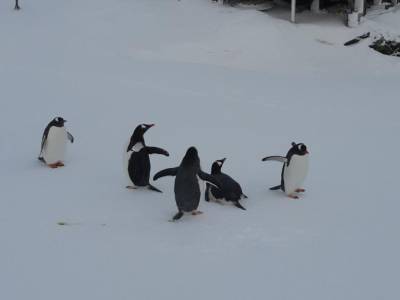 На украинскую антарктическую станцию неожиданно вернулись пингвины