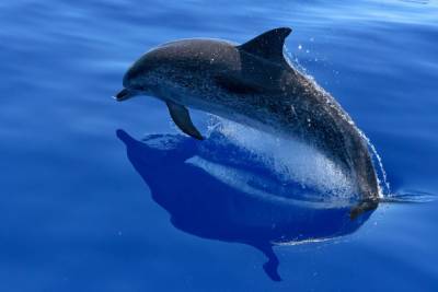 Стало известно, когда откроется нижегородский дельфинарий