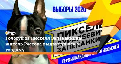 Голосуй за Пискеля Запеканкина!: житель Ростова выдвинул пса в гордуму