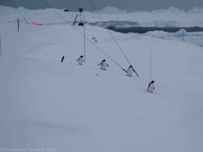 На украинскую станцию "Академик Вернадский" в Антарктиде неожиданно для этого сезона вернулись пингвины
