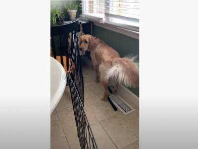 «Горячие булочки»: Собака решила охладить хвост над кондиционером
