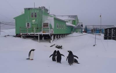 В Антарктиду в разгар зимы вернулись пингвины