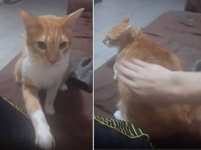 Пухлый рыжий кот обожает, когда его шлепают по пятой точке