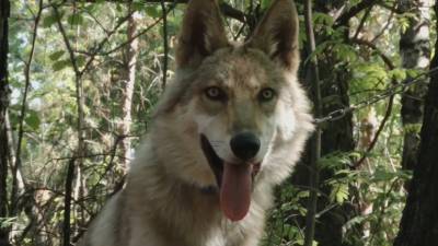 В Челябинской области выходили спасённого из лесного пожара волчонка