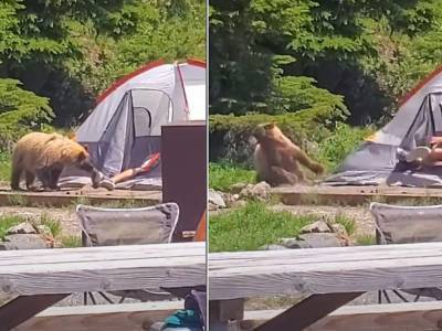 Любопытный медведь хотел украсть кроссовок у спящего туриста