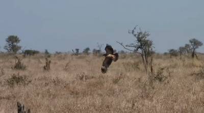 Захватывающую погоню орла и шакалов за антилопой запечатлели в ЮАР - видео