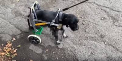 Под Днепром ветеринары спасли собаку, которую хозяева принесли на усыпление: трогательные кадры