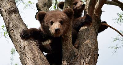Два медведя: очевидец заснял, как косолапые резвятся в Валкском крае Латвии