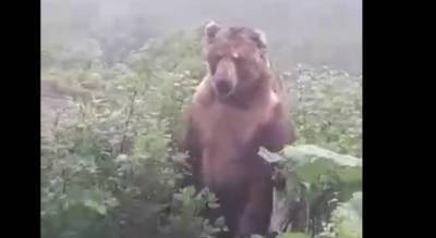 Громила выскочил из-за кустов: дикий медведь напугал ярославцев. Видео