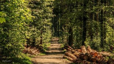 Глобальное потепление заставило леса Новой Англии расти в два раза быстрее