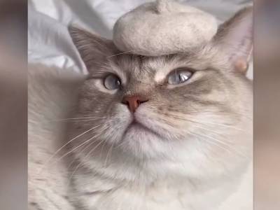 Девушка плетет котику шапочки из его собственной шерсти: забавное видео