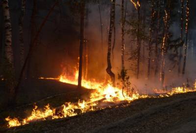 За сутки в России потушили 66 лесных пожаров