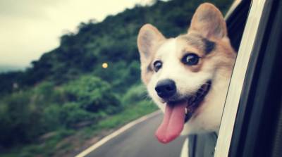 Собака перенесла удовольствие от поездки в авто на новый уровень - видео