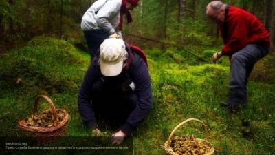 Спасатели завершили поиски пропавшего грибника в Сахалинской области