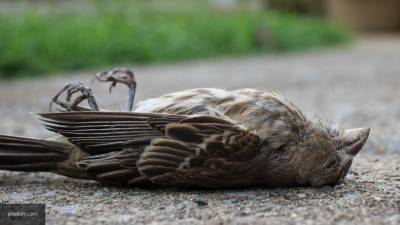 Черногорские орнитологи пытаются разгадать тайну гибели воробьев