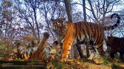 Тигров вымирающего вида заметили в Таиланде