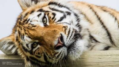 Представителей исчезающего вида тигров обнаружили в Таиланде
