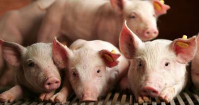 Всемирная организация по охране здоровья животных представила доклад о глобальной ситуации по африканской чуме свиней