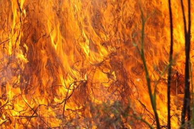 Близ «Нежинских садов» Оренбургского района загорелась сухая трава