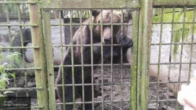 Медведи и волки пугают местных жителей в Домодедово
