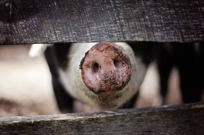 Из-за африканской чумы свиней в двух районах Хабкрая введён карантин