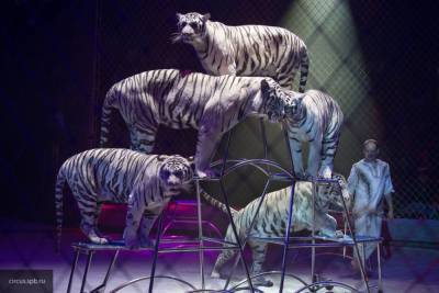Жители Домодедова пожаловались на тигров и медведей передвижного цирка