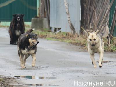 Администрация Североуральска выплатит 50 тысяч мальчику, на которого напали бездомные собаки