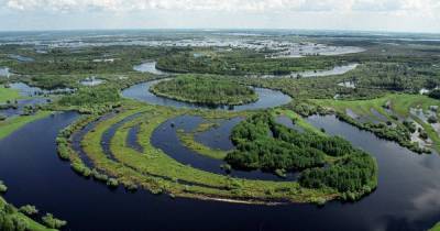 В недрах огромных болот скрываются сокровища природы