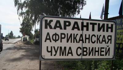 В Хабаровске и двух районах края введен карантин из-за вспышки АЧС