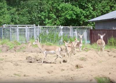 Четыре детеныша джейрана родились в зооцентре Московского зоопарка
