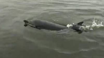Жители Курил спасли молодого дельфина, выброшенного на берег. Видео