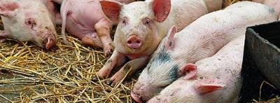 Из-за вспышки африканской чумы свиней в Хабаровском крае ввели карантин