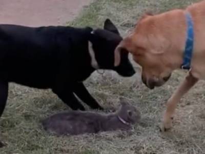 «Верный друг»: Собака бросилась защищать кошку и восхитила Сеть