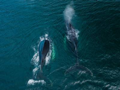 На острове Ньюфаундленд зафиксировали нашествие горбатых китов