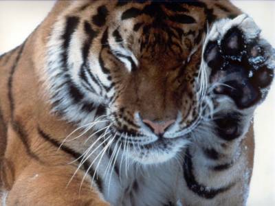 ОНФ: Из-за золотодобытчиков могут исчезнуть последние 20 амурских тигров