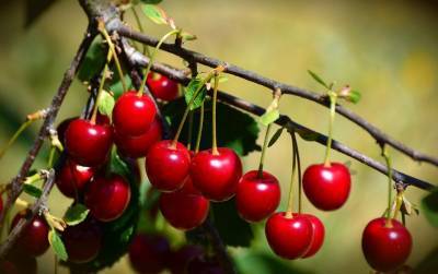 Медики назвали опасность употребления вишни на голодный желудок