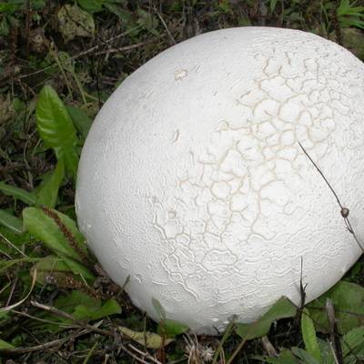В Польше обнаружили поляну с россыпью гигантских грибов