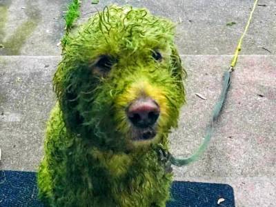 «Зелёный монстр»: Хозяйка отправила пса прогуляться и не узнала его после возвращения