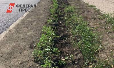 Из центра Челябинска пропали 47 метров кизильника