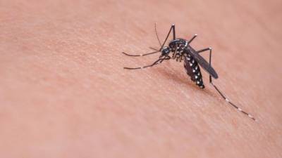 Житель Омска после поездки в Африку умер от укуса малярийного комара - piter.tv - Омск