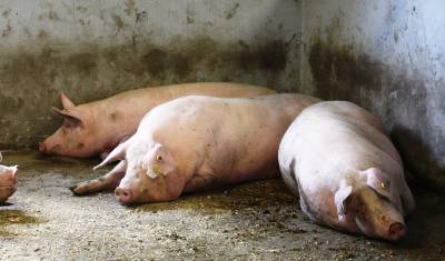 Эпидемиолог: "Африканская чума свиней губительна для экономики"