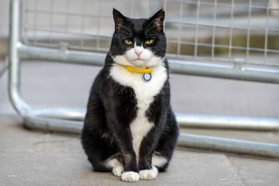 «Будем скучать по нему»: Главный кот-мышелов британского МИД вышел на пенсию